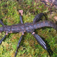 Phasmide - Eurycantha calcarata
