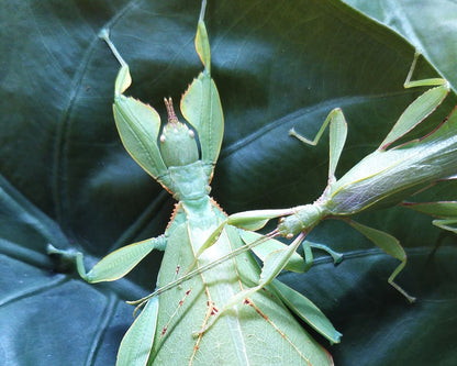 Phasme Feuille - Phyllium elegans