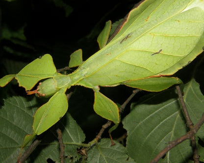 Phasme Feuille - Phyllium ericoriai
