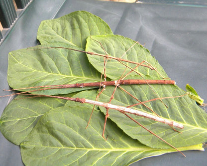 Phasme - Medaurini sp Cuc Phuong
