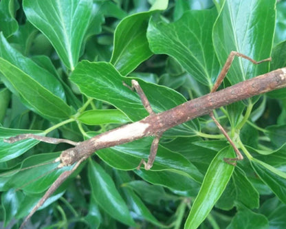 Fásmidos - Mnesilochus portentosus