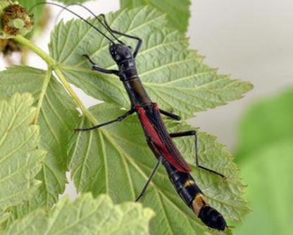 Stabschrecke - Orthomeria kangi