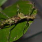 Phasmide - Andropromachus scutatus
