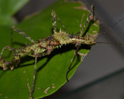 Fásmido - Andropromachus scutatus
