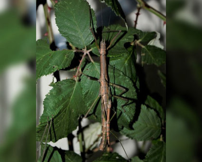 Insecto palo - Nuichua rabaeyae