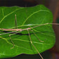 Phasmide - Sipyloidea Biplagiata