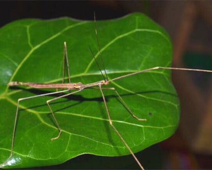 Phasme - Sipyloidea Biplagiata