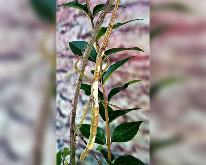 Phasme - Tirachoidea siamensis
