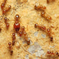 Hormigas - Pheidole pallidula