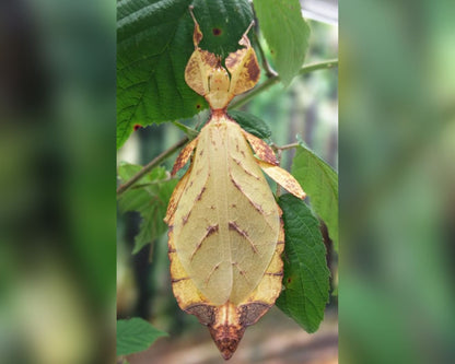 Fásmido hoja - Phyllium letiranti