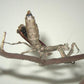 Mantis - Popa spurca