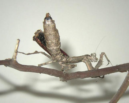 Mantis - Popa spurca