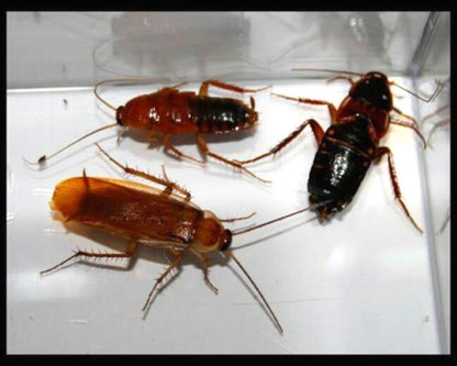 Proies - Blattes - Red Runner