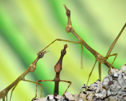 Pseudoproscopia latirostris - Criquet/phasme