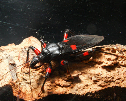 Réduve - Platymeris laevicollis