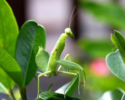 Mantis - Rhombodera stalii