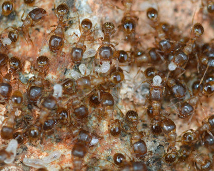 Boutique fourmis Tetramorium Méridionale 