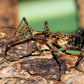 Phasme - Aretaon sp (Palawan)