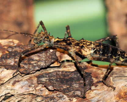 Phasme - Aretaon sp (Palawan)