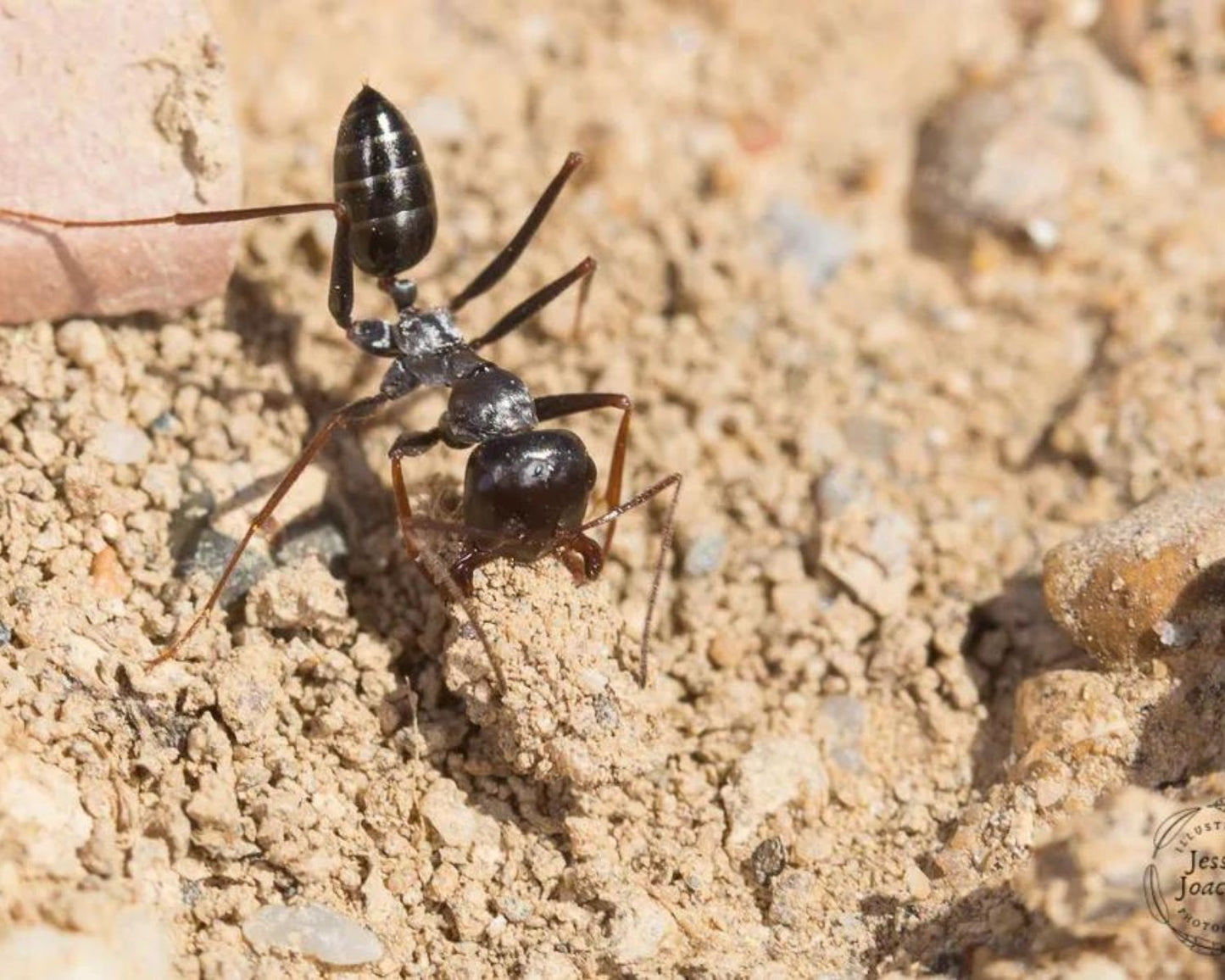 Hormigas - Cataglyphis iberica