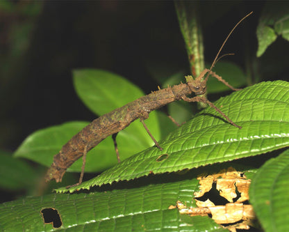 Fásmido - Creoxylus spinosus