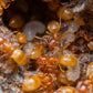 Hormigas - Lasius flavus