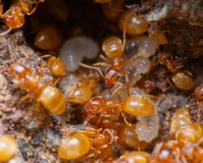 Colonie fourmis Lasius flavius