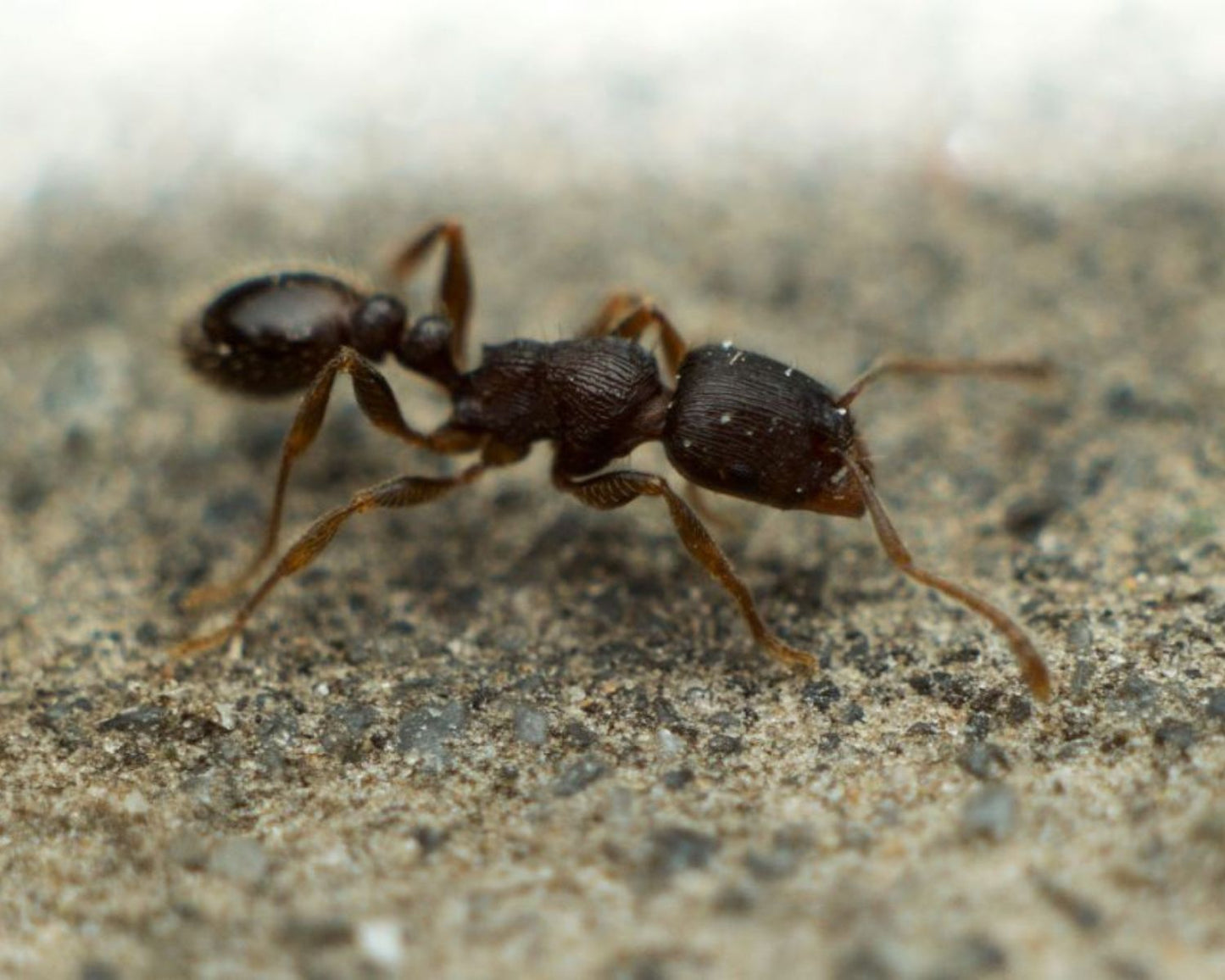 Hormigas - Tretramorium caespitum