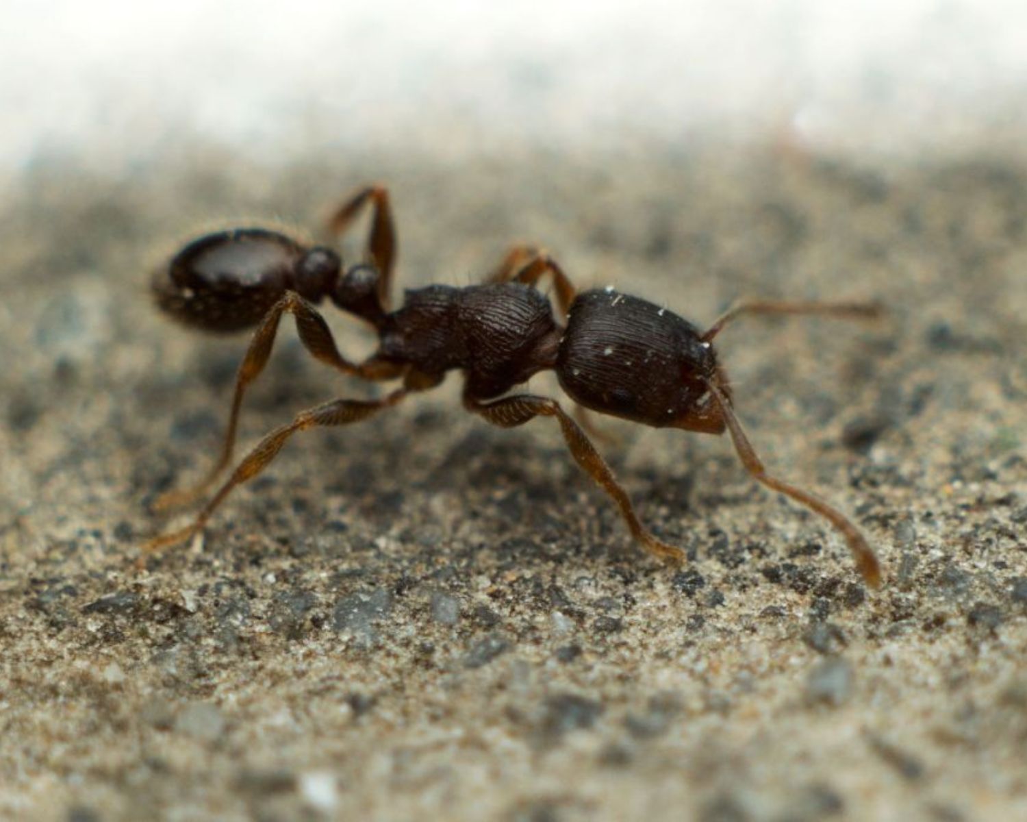 Boutique Fourmis Tretramorium caespitum 