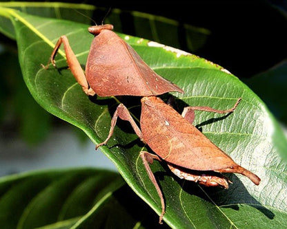 Blattmantis - Deroplatys desiccata
