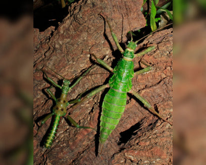 Stabschrecke - Mearnsiana bullosa