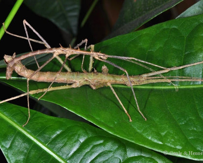 Phasme - Neohirasea fruhstorferi