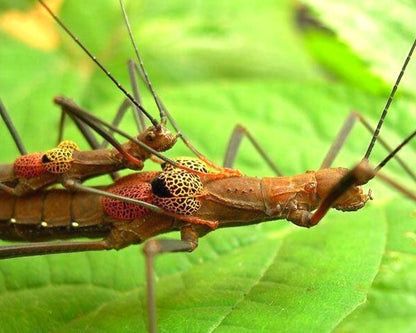 Phasme - Neophasma subapterum