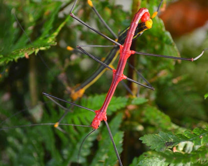 Phasme - Oreophoetes peruana