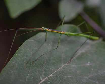 Fásmido - Lamachodes sp "Nui Chua