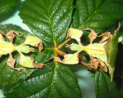 Phasme Feuille Géant - Phyllium giganteum