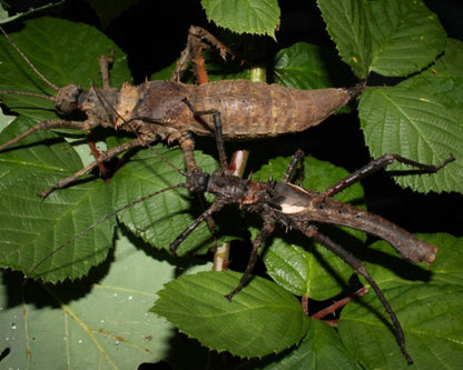 Phasme - Haaniella dehaanii