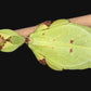 Fásmido hoja - Phyllium nisus "Bukit Daun