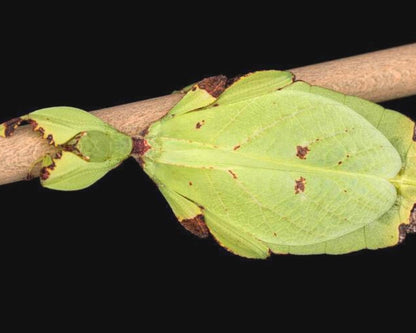 Phasme Feuille - Phyllium nisus "Bukit Daun"