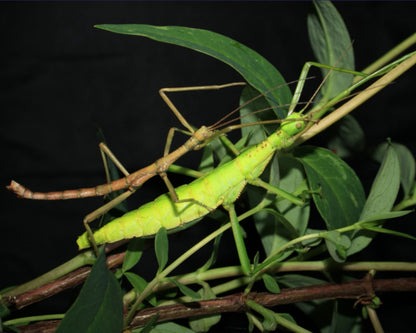 Insetto stecco - Rhaphiderus spinigerus