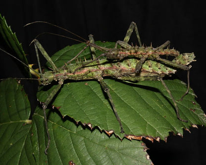 Phasme - Spinohirasea Bengalensis