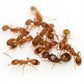 Hormigas - Temnothorax unifasciatus