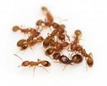 Colonie fourmis temnothorax unifasciatus