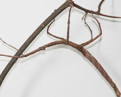 Insetto stecco - Tirachoidea jianfenglingensis