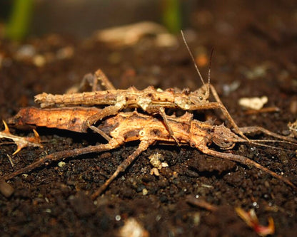 Stabheuschrecke - Tisamenus sp „Cagayan“